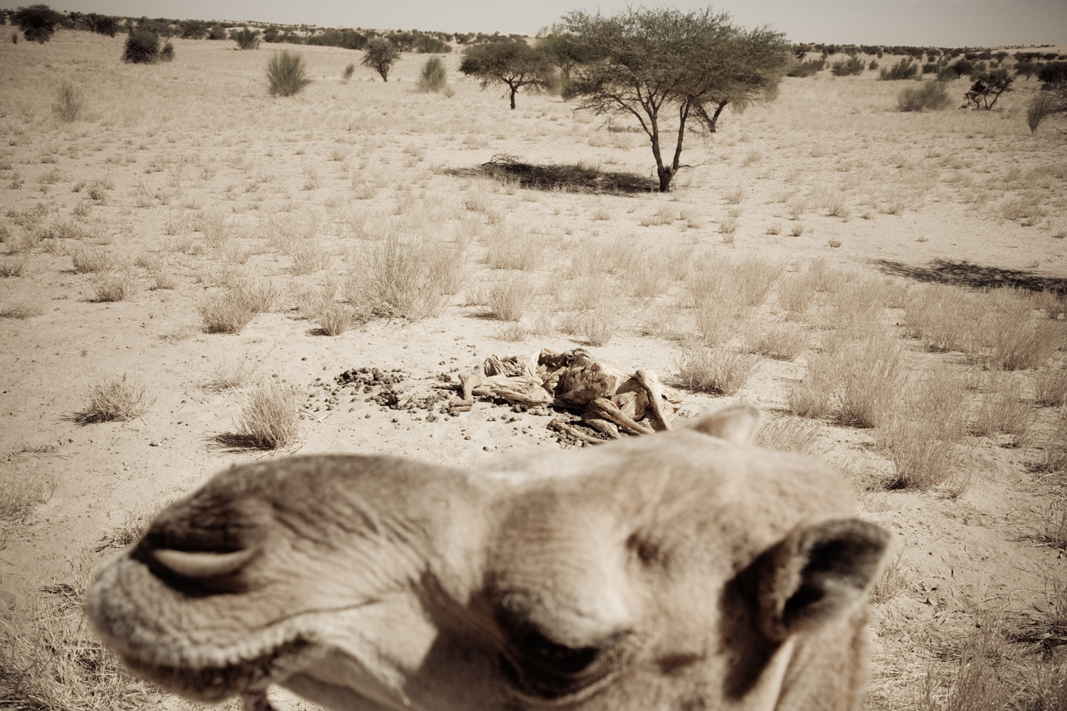 Foto Johanna Henriksson. Changing Desert / Lost Land