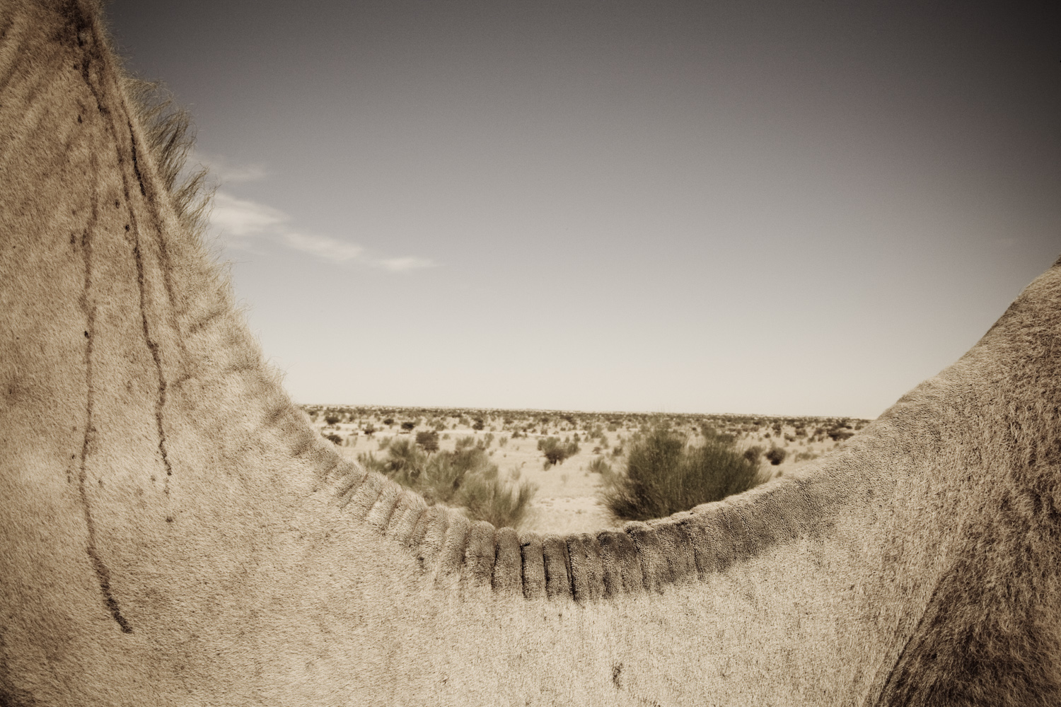 Changing Desert Lost Land Foto Johanna Henriksson