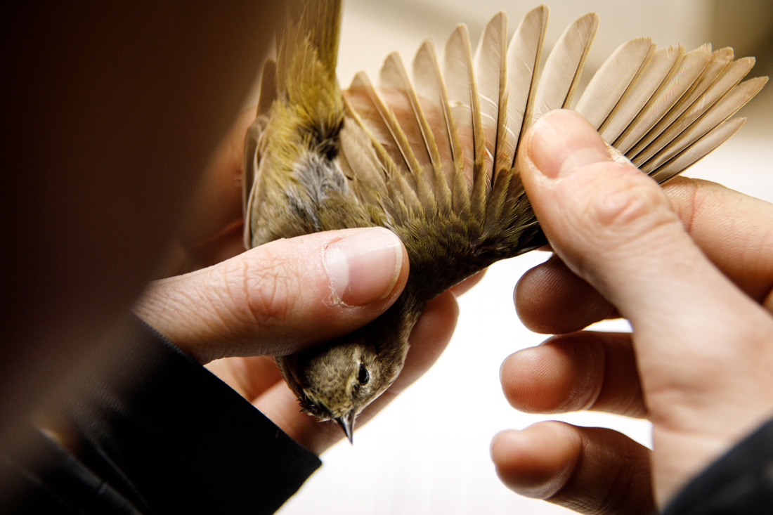 One_Health-Henriksson-13